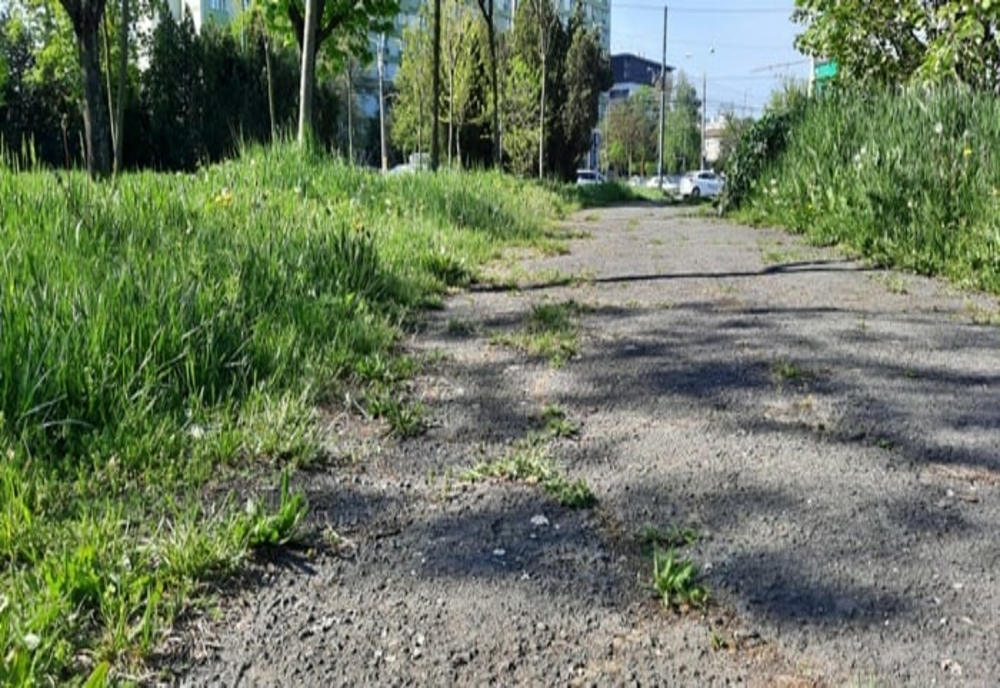 Parcurile din Timișoara, un dezastru: iarbă netunsă și mașini parcate pe spațiul verde