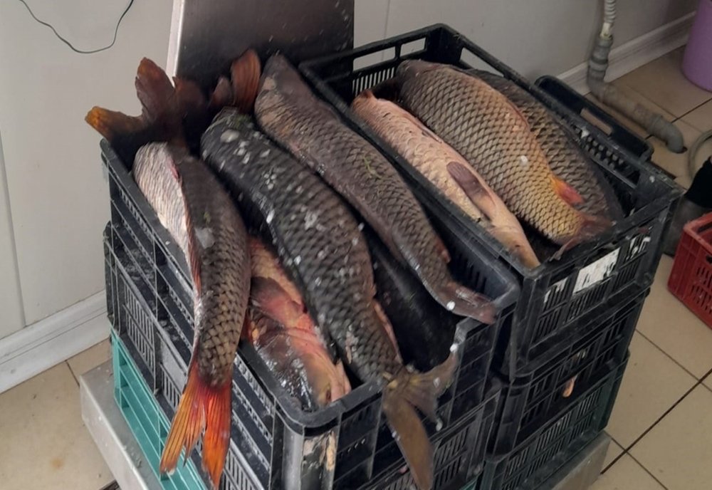 FOTO Pescuit în timpul prohibiție. Sute de kilograme de pește și plase mono-filament descoperite de polițiștii de frontieră