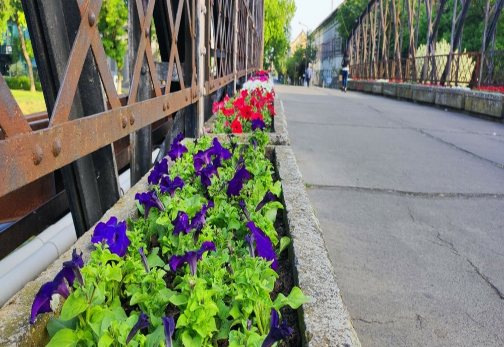Flori da, reparații ba. Podul din Timișoara care a rămas nereparat, dar este înfrumusețat