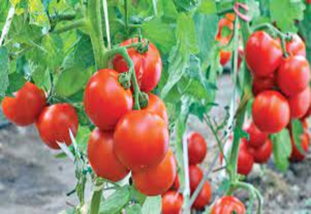 Prelungirea perioadei de valorificare a producției din Programul Tomata, supusă dezbaterii publice
