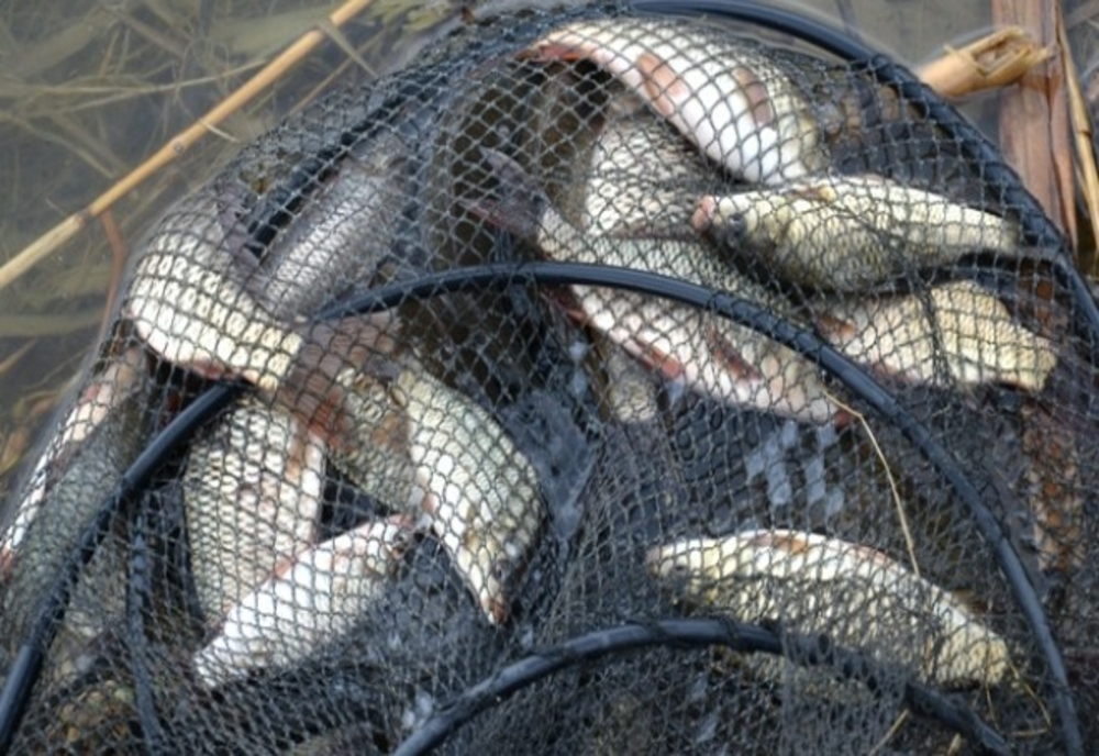 Braconaj piscicol în județul Hunedoara. Polițiștii au fost pe fază