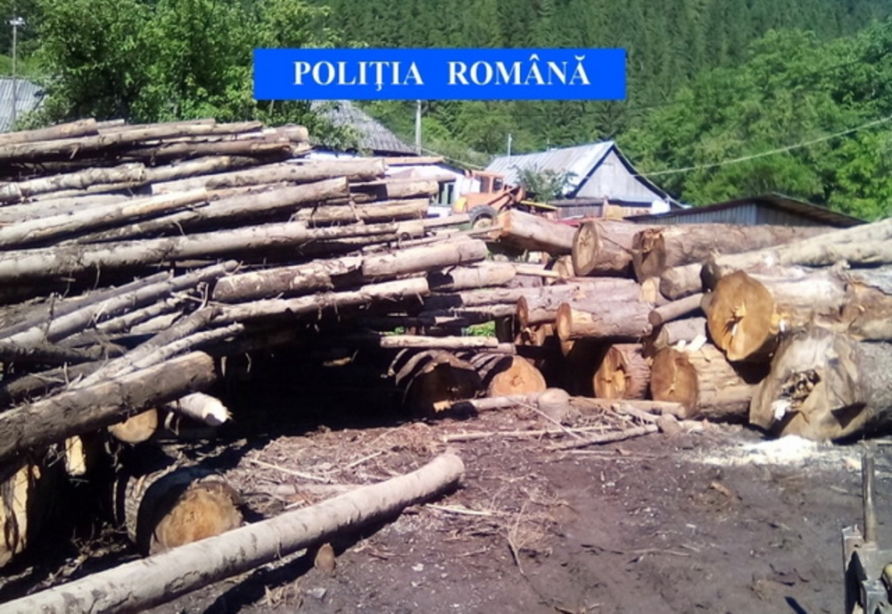 Prahova. 100 de metri cubi de material lemnos confiscat în urma acțiunilor polițiștilor