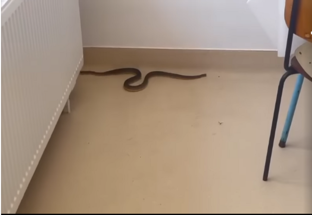 Un șarpe de peste un metru a pătruns într-un spital. Momente de panică