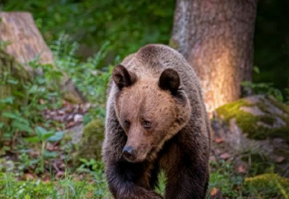RO-ALERT: Urs în Sinaia. Un alt animal, văzut pe o stradă din Breaza