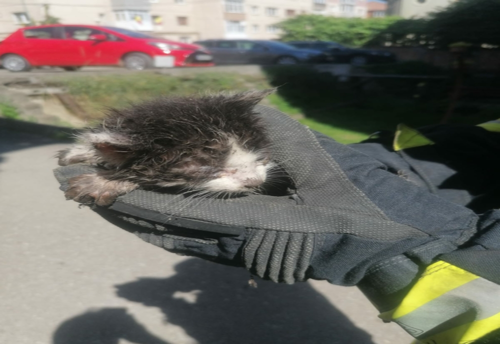 FOTO/Pisicuță salvată de pompieri