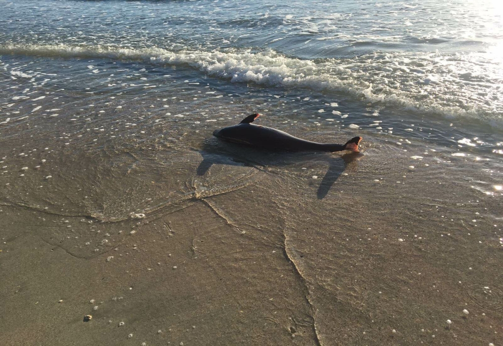 Imagini dramatice în Constanța. Delfin mort pe plajă de 3 zile