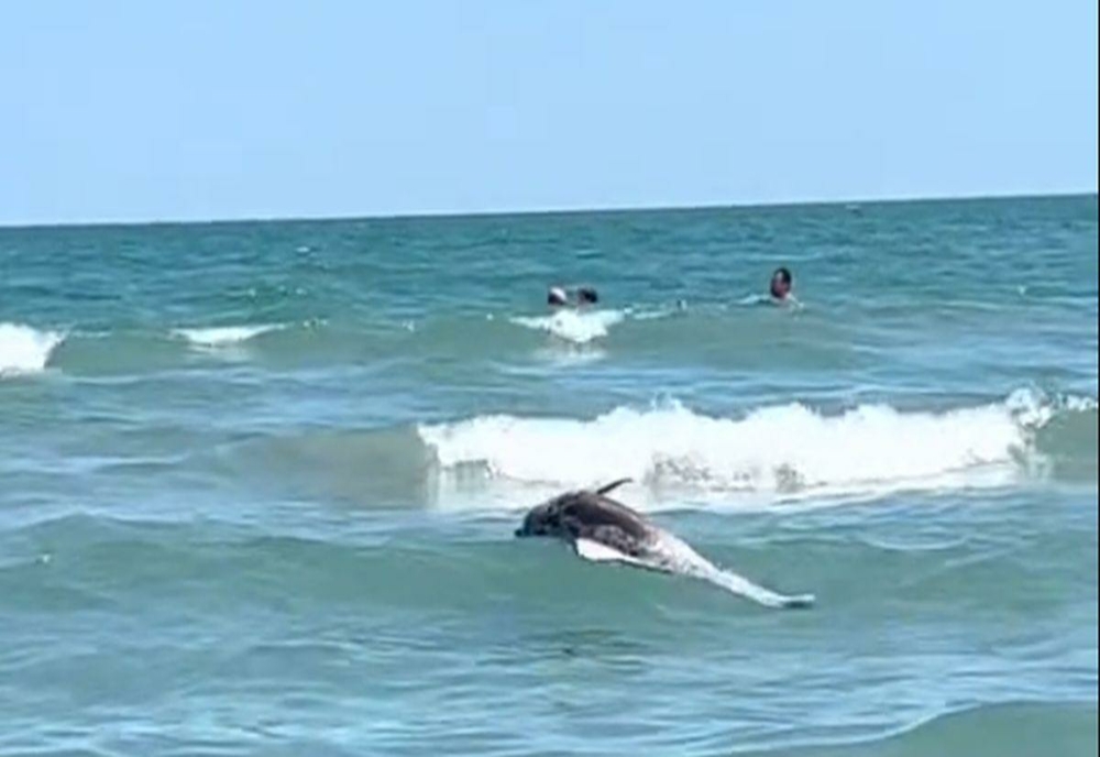 Imagine șocantă în Mamaia: Un delfin plutea mort, printre turiștii care făceau baie în mare