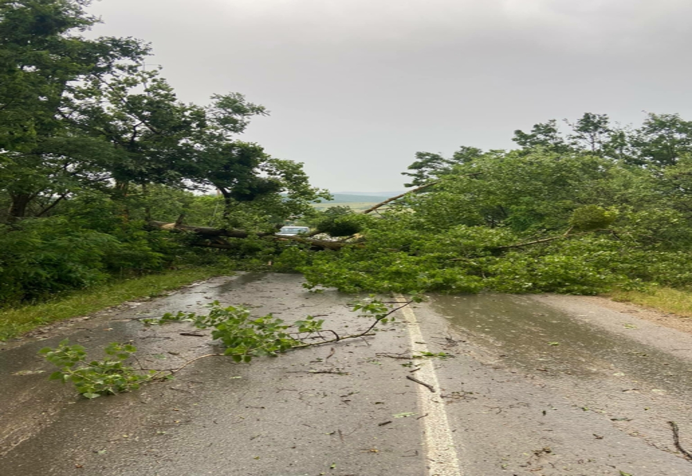 Furtună în Timiș: copaci căzuți peste liniile de tren și firele de curent electric