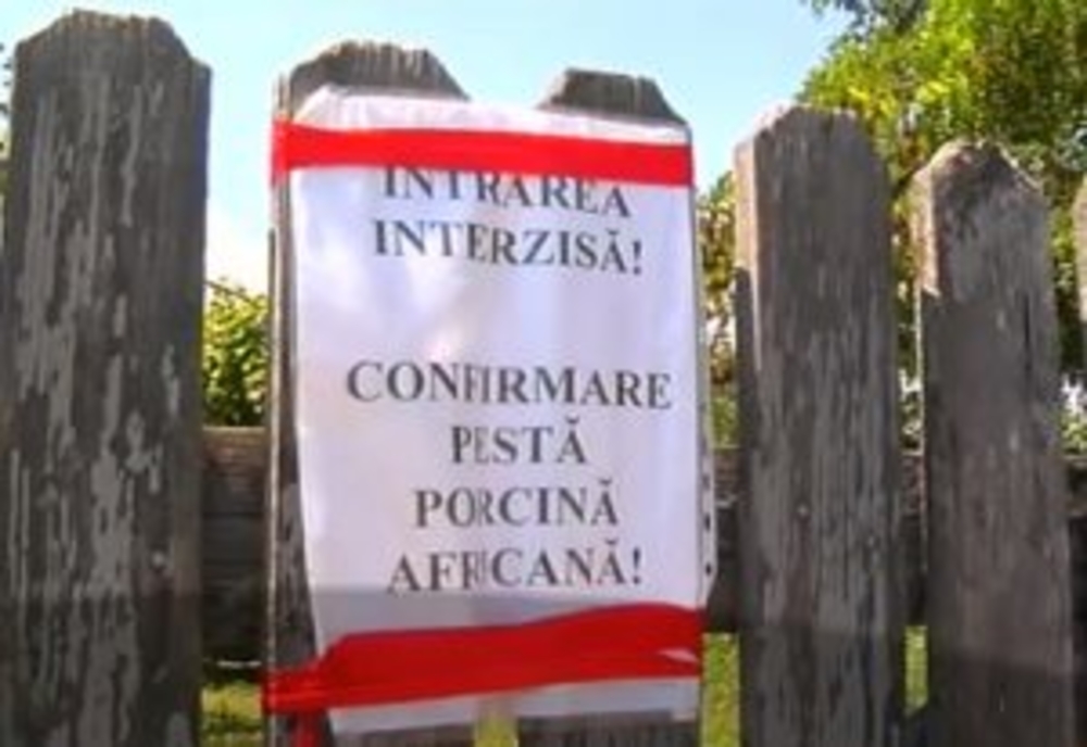 Câte focare de pestă porcină africană sunt active în România în prezent