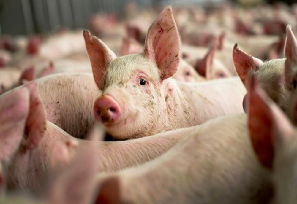 ANSVSA: Mai sunt active nouă focare de pestă porcină africană în România
