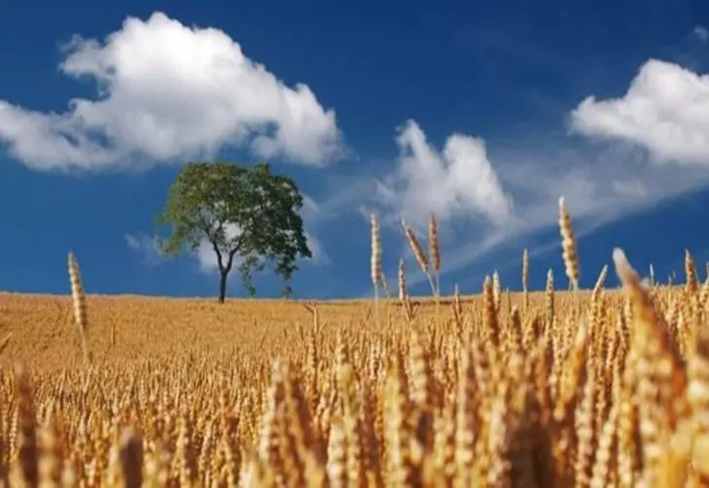 Cum poate preveni grâul criza alimentară mondială. Valeriu Tabără, semnal de alarmă