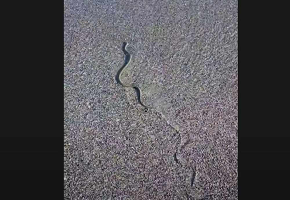 VIDEO Alertă pe litoral! Șerpi văzuți pe o plajă din Saturn