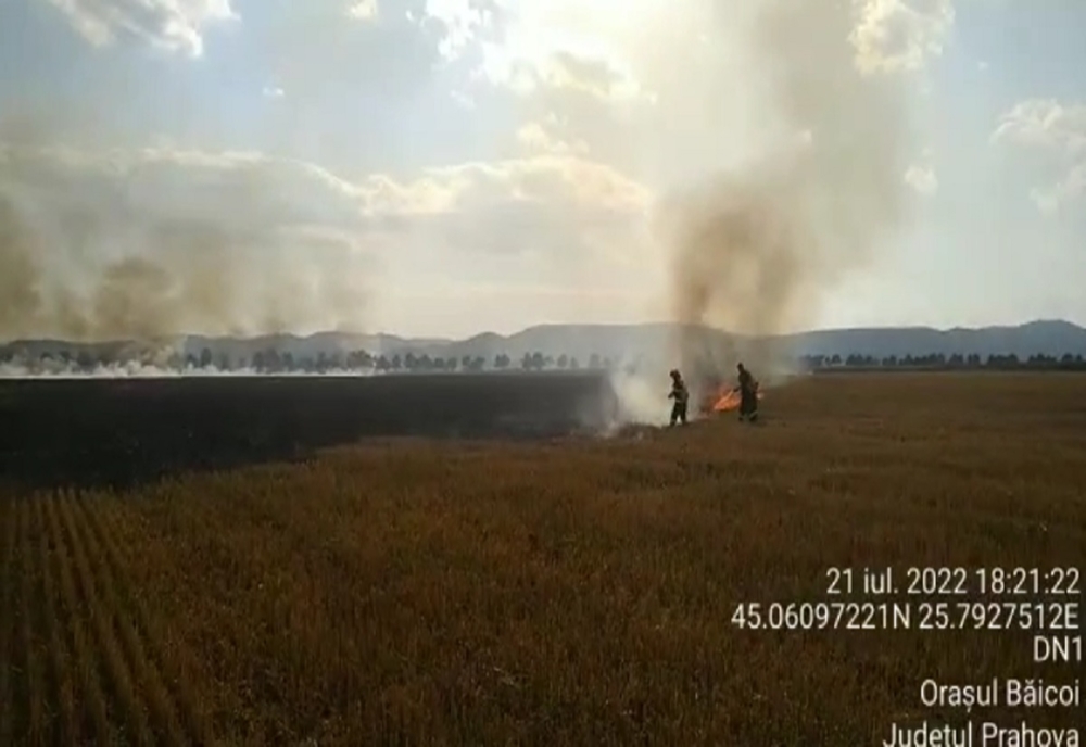 Prahova. Incendiu violent de vegetație uscată între Bănești și Băicoi