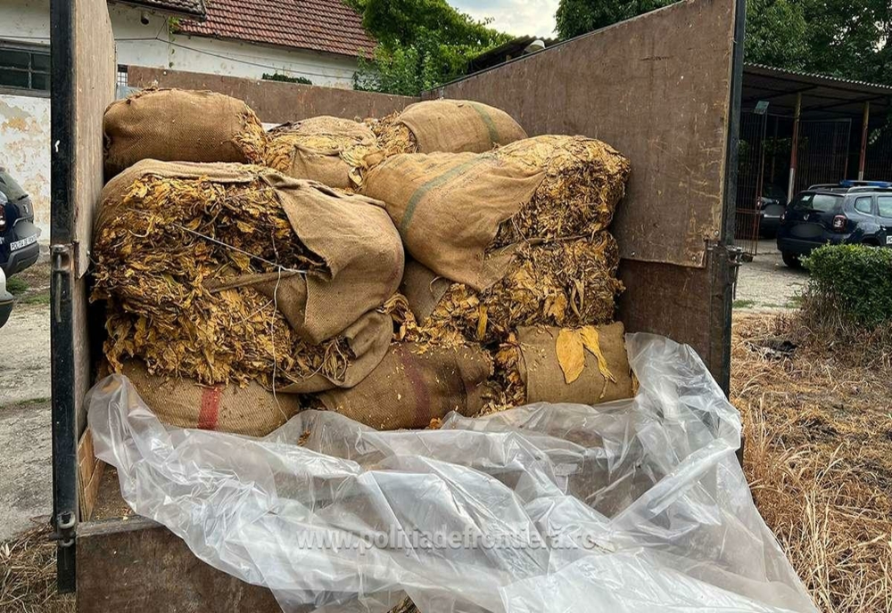 Giurgiu. Peste două tone de tutun neprelucrat, descoperit printre lemne