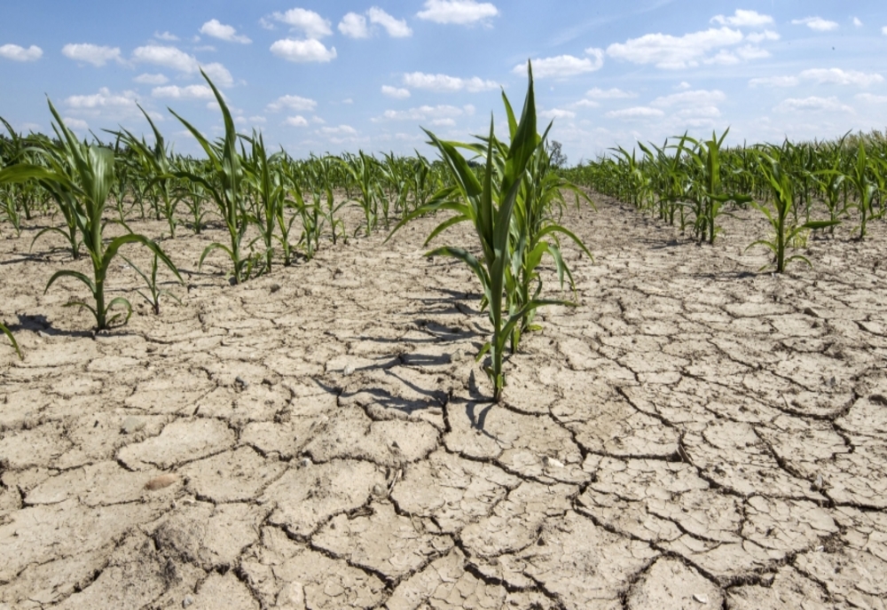 Mii de hectare pline cu culturi, afectate de secetă