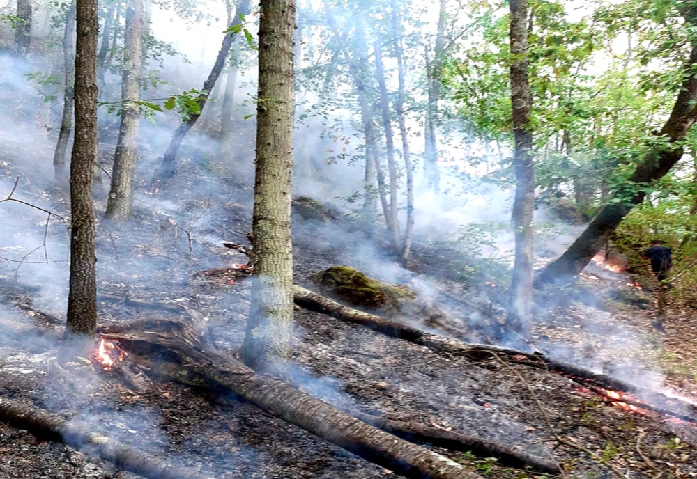 Incendiile de vegetație se înmulțesc în vestul țării