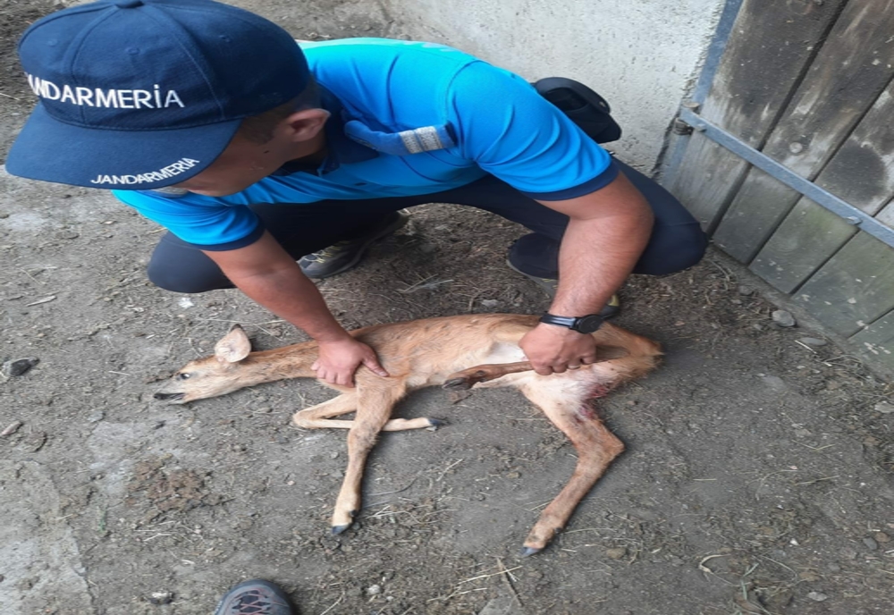 Un pui de căprioară rănit în municipiul Petroșani, salvat de jandarmii montani