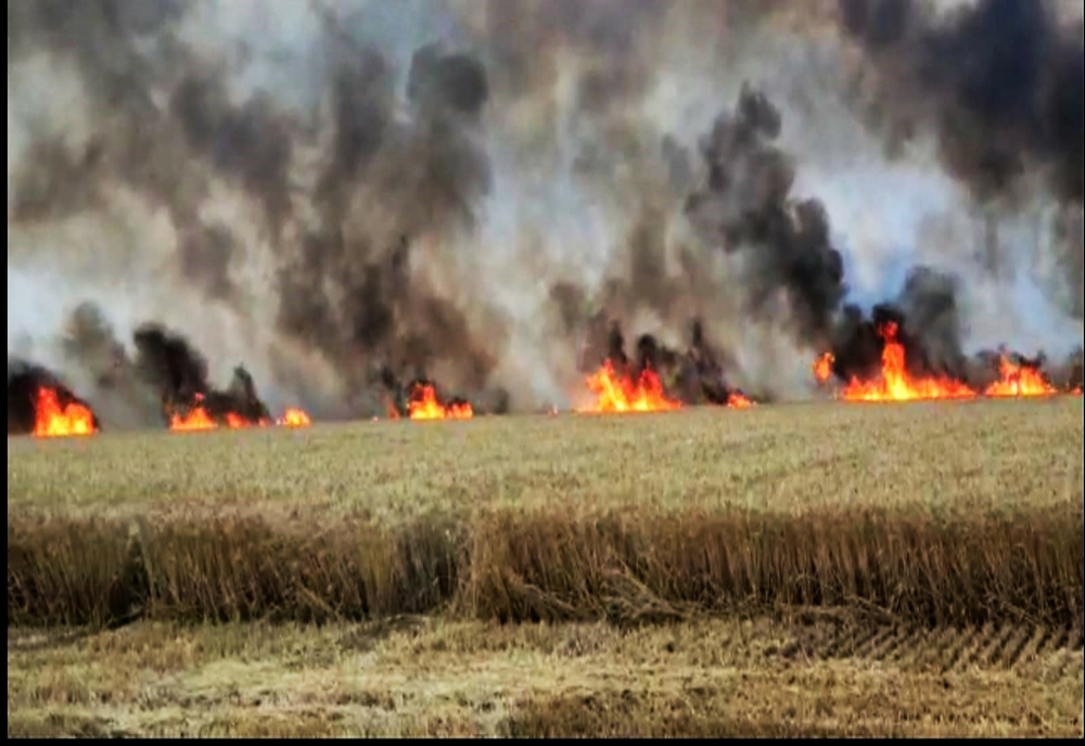Incendiile de vegetație afectează în continuare culturile din județul Timiș, dar și circulația feroviară
