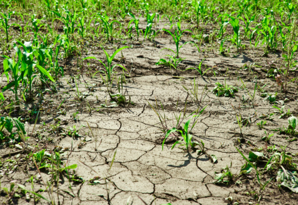 Creşte suprafaţa afectate de secetă – 70.562 hectare din 14 judeţe