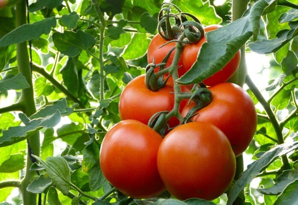 REVOLTĂTOR: roșiile românești ajung la GUNOI! România IMPORTĂ tomate din străinătate. REACȚIA ministrului Petre Daea