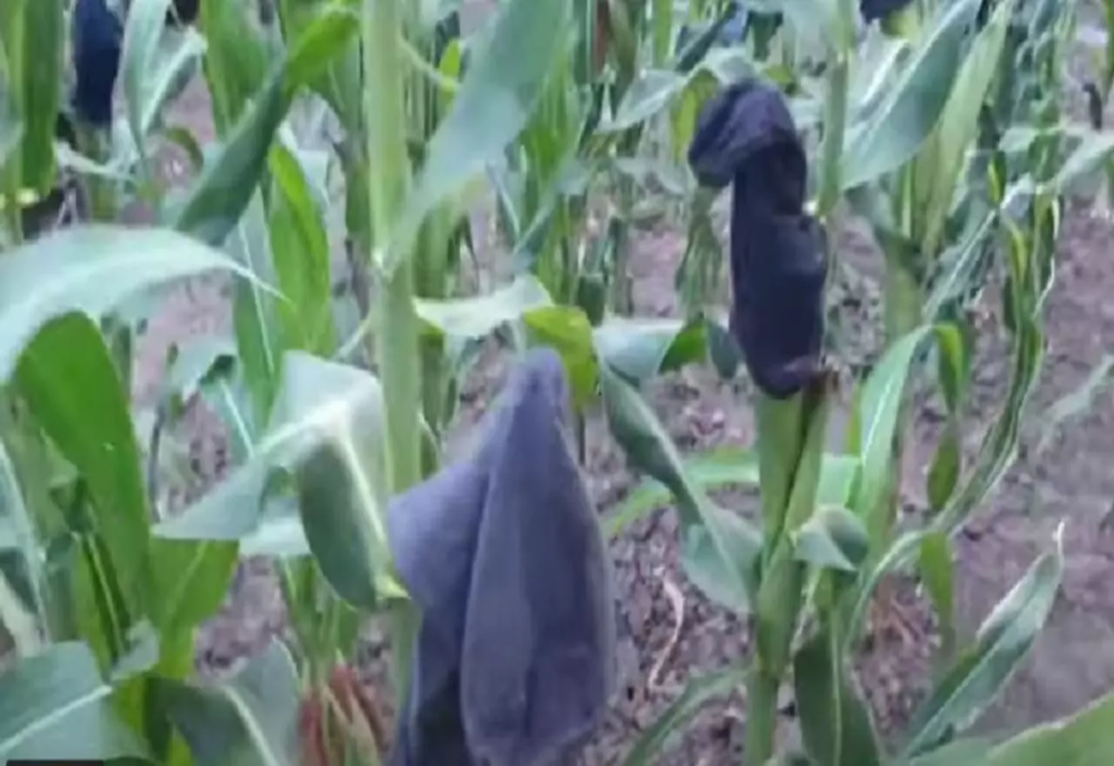VIDEO”Soluția” inedită găsită de un fermier pentru a-și PROTEJA porumbul de atacul ciorilor şi al graurilor