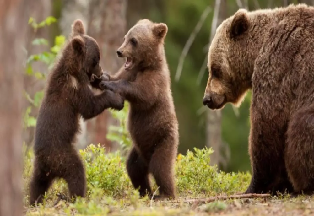 Legea ce permite “intervenţia imediată” împotriva urşilor şi în extravilanul localităţilor, promulgată de Iohannis