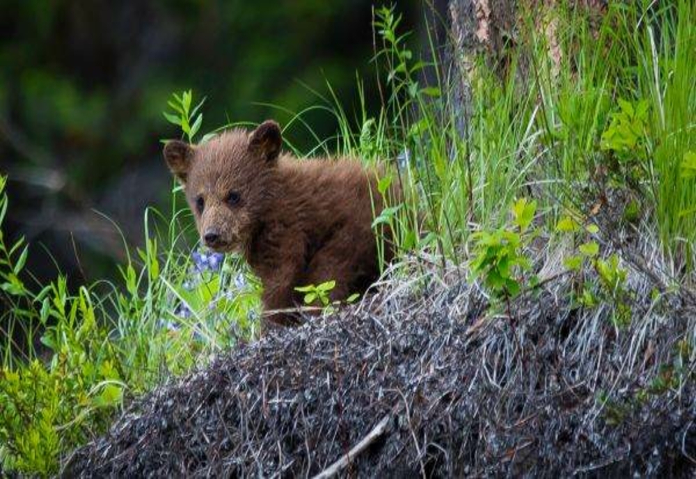 Pui de urs găsit de turiști: avea nevoie urgentă de ajutor