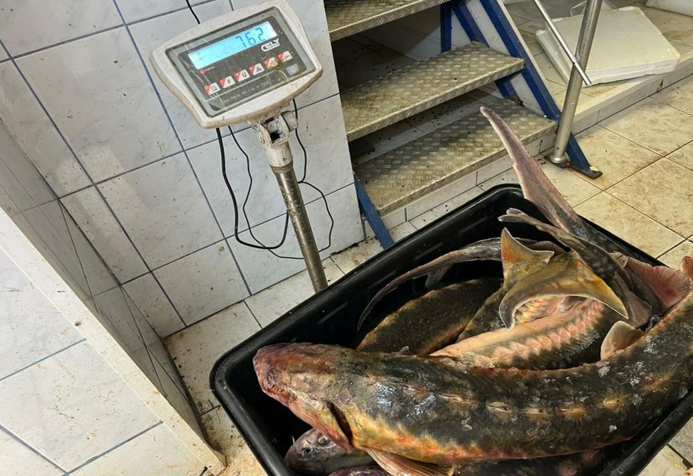 FOTO VIDEO Sute de kilograme de pește expirat, descoperite la operatori economici de pe litoral