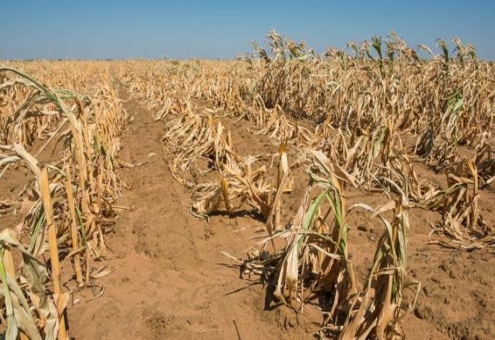 Arad: Mii de hectare de porumb sunt compromise din cauza secetei fără precedent în 30 de ani