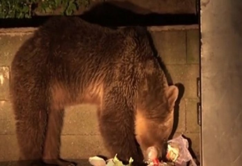 Mesaje RO-ALERT, la Sinaia și Bușteni, din cauza urșilor