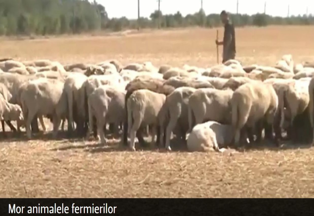 VIDEO – Seceta omoară pe capete animalele fermierilor români