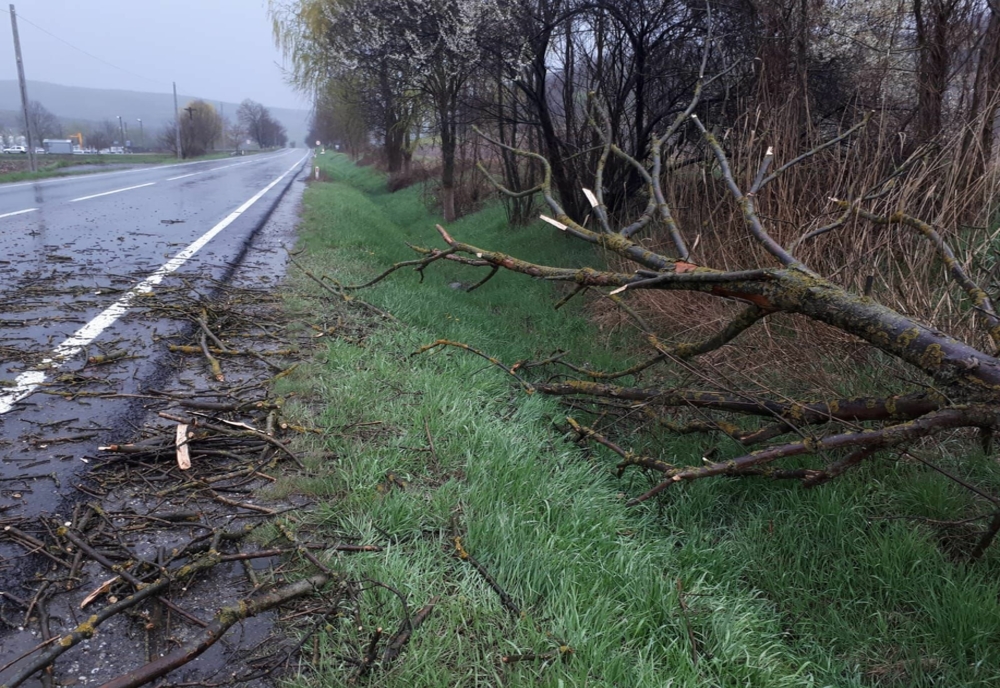 Localități rămase fără curent electric și copaci doborâți de vânt, după furtună, în Caraș-Severin