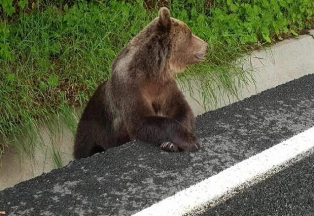 Urs capturat în Petroșani și eliberat în pădure