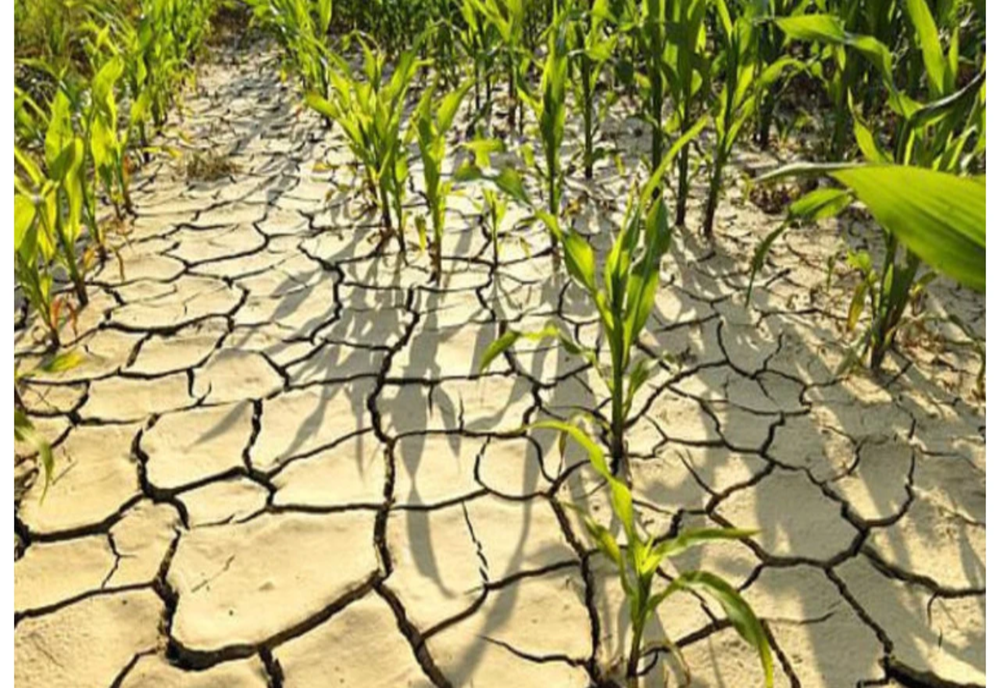 Numărul hectarelor raportate ca afectate de secetă, în creştere de la o zi la alta. Ce judeţe au raportat culturi calamitate