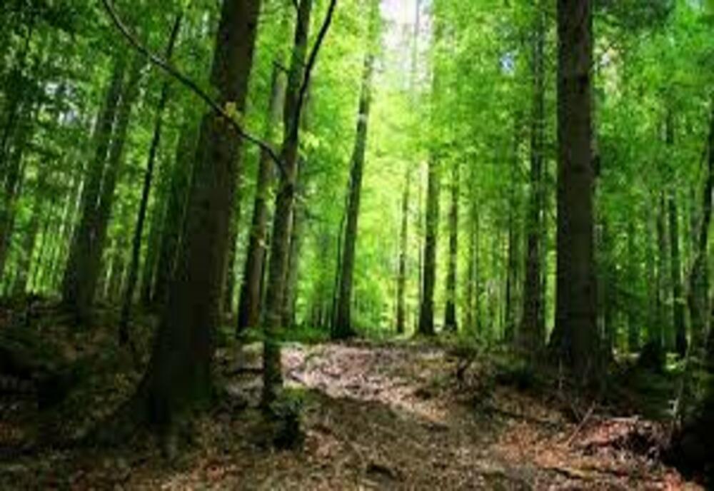 Romsilva a intensificat procesul de intabulare a suprafeţelor de fond forestier de stat