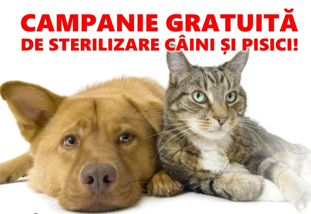 „Campanii record” de sterilizări gratuite pentru câini şi pisici de rasă comună