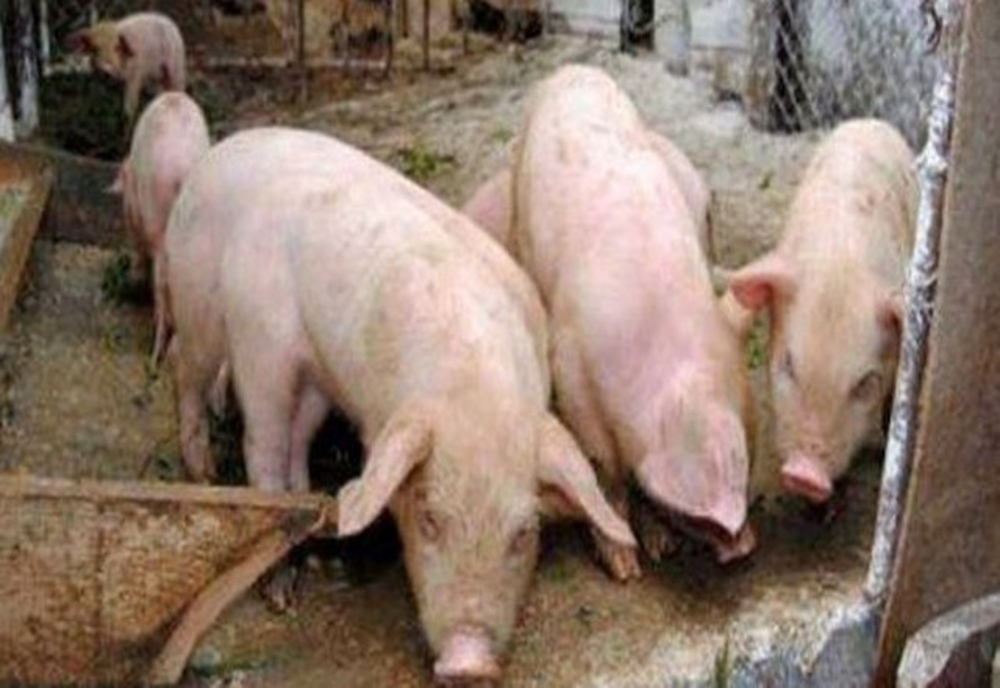 Focar de pestă porcină africană în judeţul Giurgiu