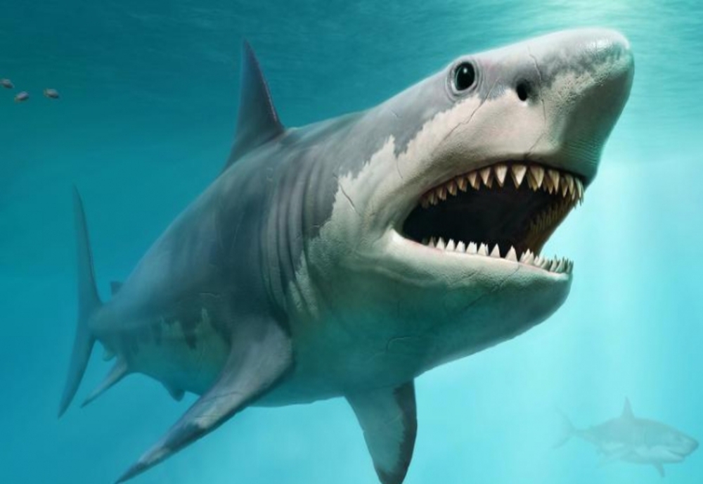 Fenomenul care-i aduce pe rechini să vină mai aproape de țărm – De ce atacă oamenii – Explicațiile specialiștilor