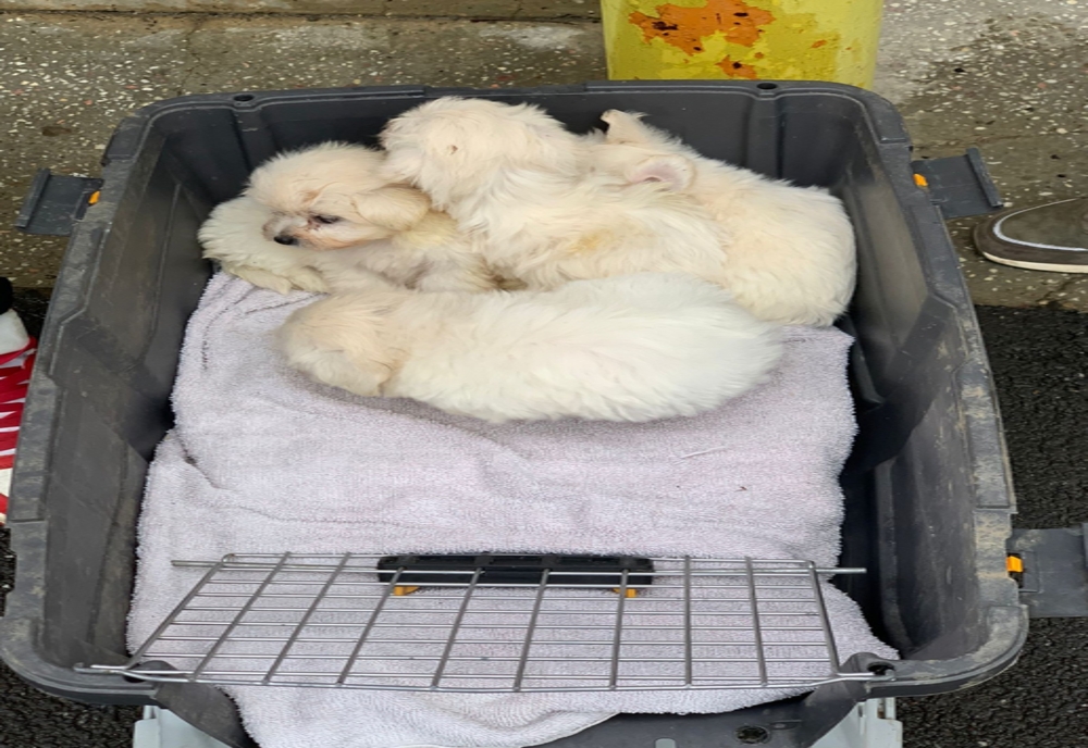 Dosar penal pentru un vasluian care a încercat să vândă într-o piață din Iași pui de câine mai mici de 8 săptămâni- FOTO