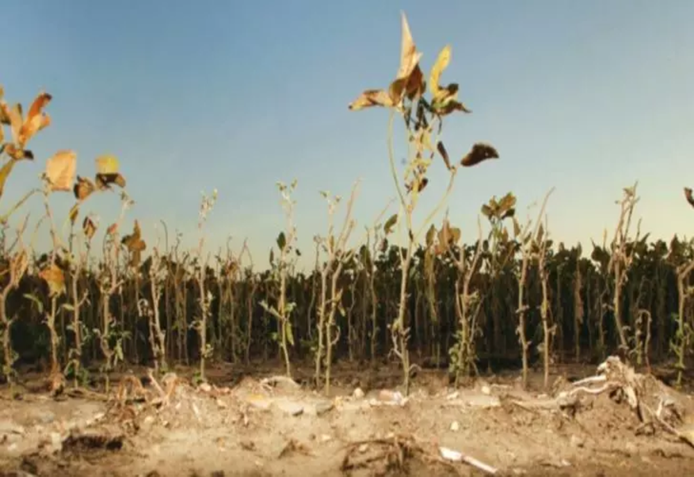 Efectele secetei, devastatoare în România. Aproape 460.000 de hectare din 35 de județe sunt afectate