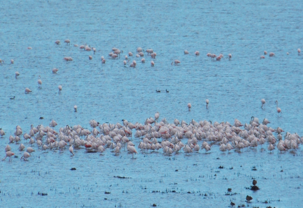 FOTO Sute de păsări flamingo la Jurilovca