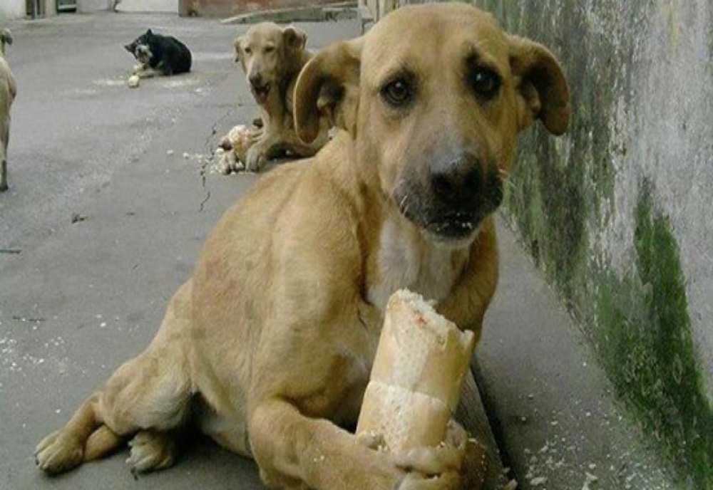 Precizări privind eutanasierea  câinilor din adăpostul public din Moldova Noua