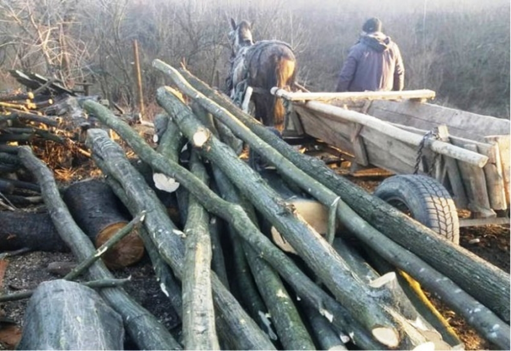 Percheziţii la hoții de lemne din Dâmbovița