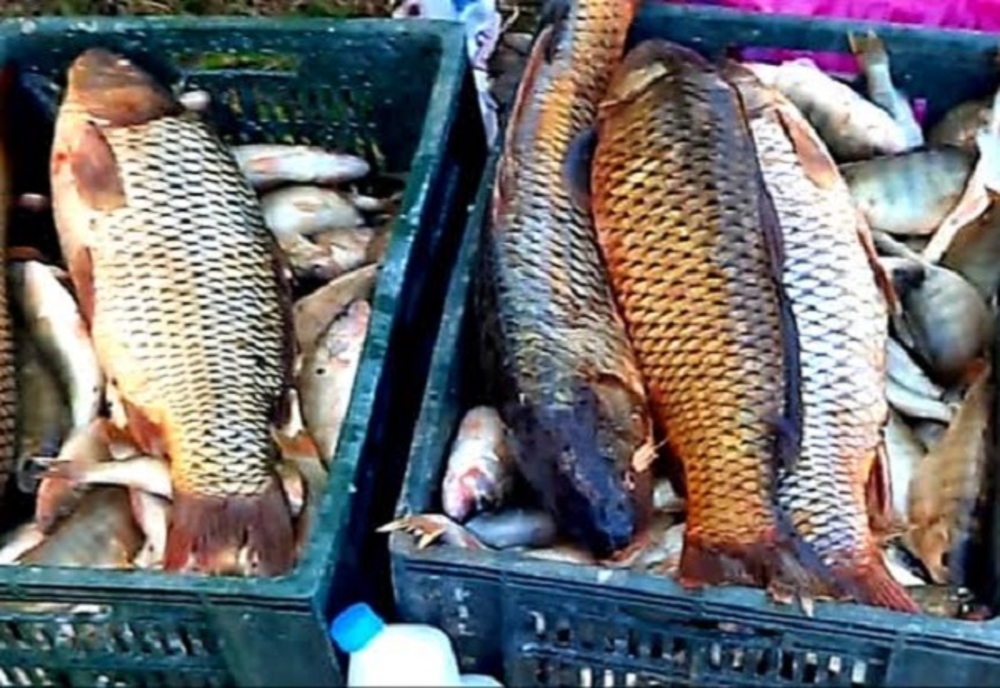 Dâmboviţa. Peste 160 de kilograme de pește, confiscate de jandarmi la târgul de la Băleni