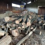 VRANCEA – Percheziții într-un dosar privind tăiere ilegală de arbori și furt de material lemnos