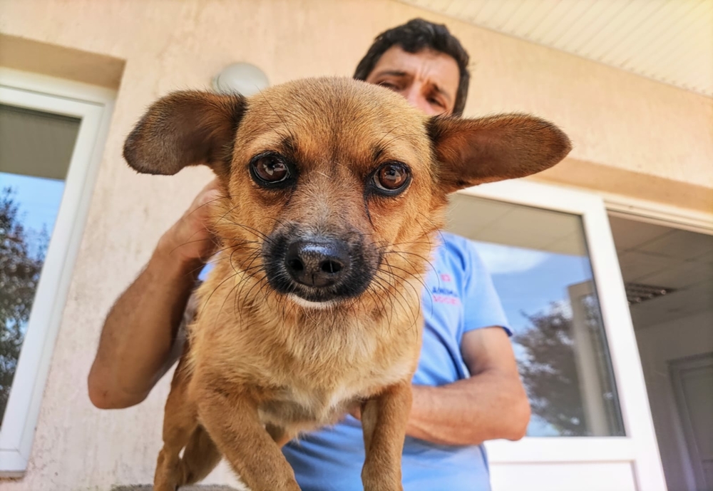 Campanie maraton de sterilizare a câinilor  și pisicilor din Tulcea