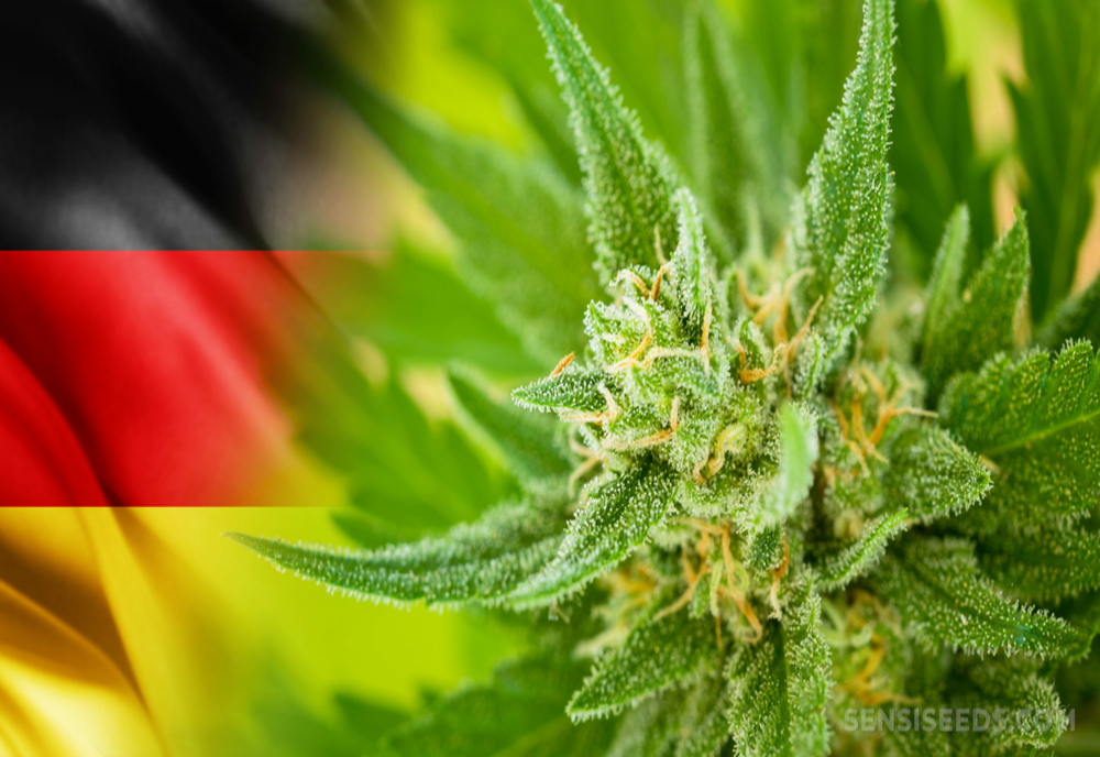 Utilizarea cannabisului în scop recreativ s-ar putea legaliza în încă o țară europeana