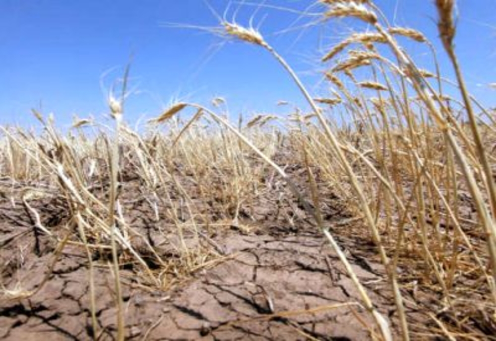 Efectele secetei, devastatoare în România. Suprafaţa afectată se apropie de 1,1 milioane hectare