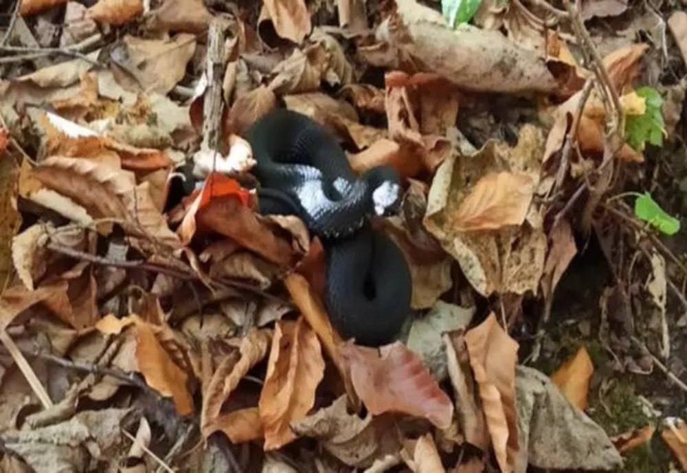 VIPERĂ dintr-o specie rară, fotografiată într-o pădure de la marginea Iașiului – VIDEO