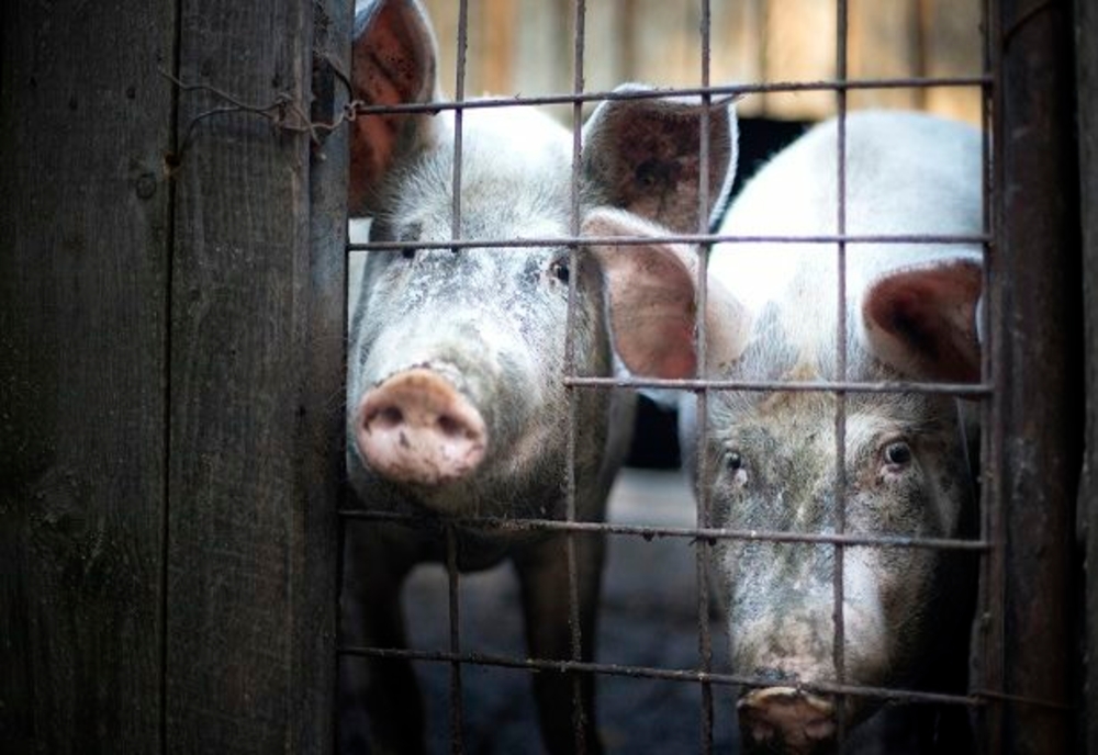 Alertă în Arad după extinderea pestei porcine în Timiș